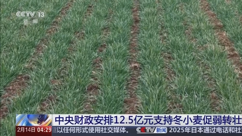 [新聞直播間]中央財政安排12_5億元支持冬小麥促弱轉壯_2026-02-14_05_21_02.jpg